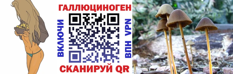 Псилоцибиновые грибы Psilocybe  Купить  Остров 